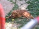 MY Tennis Ball(s)
