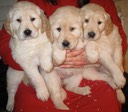 Chooey/Rufus Girls-7 wks