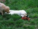 Rufus and Hi-Lite