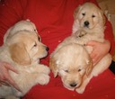 Chooey/Rufus Boys-7 wks