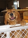 BC3 Male Pup