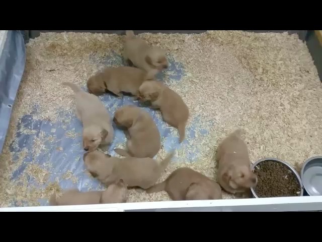 jm182--4-wks