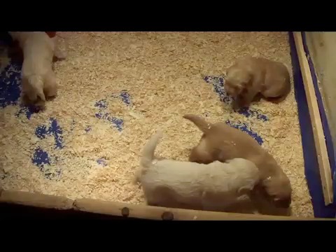 jr7--4wks-highltr