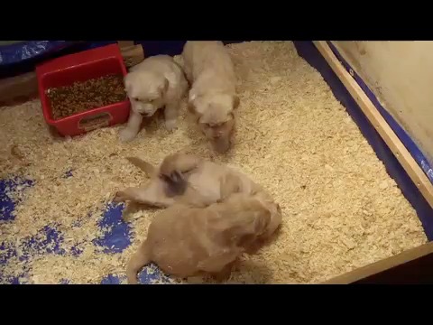 jr7--5wks-highltr