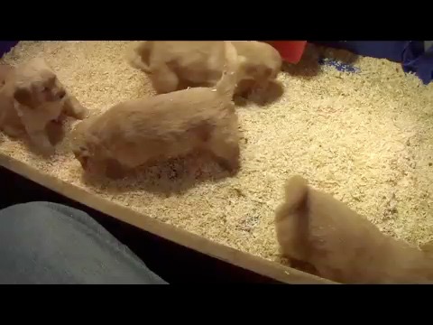 jr7--6wks-highltr