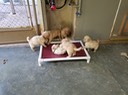 masha 6wks 1