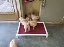masha 6wks 4