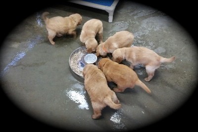 pm172 @ 4.5 wks - 06