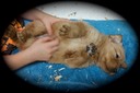 pm172 @ 5 wks blue (no collar)