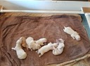 mm22 2.5wks-4