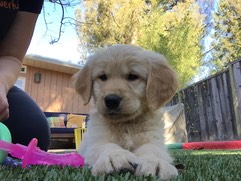 Mojo 2 months