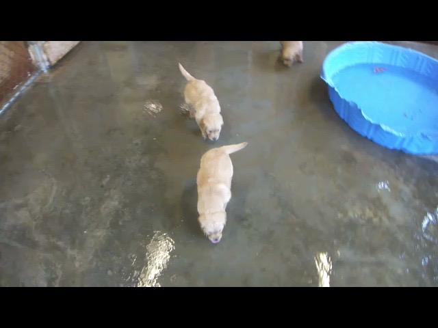 movie-cr8--5wks-mp4