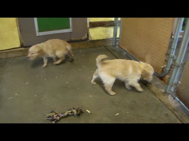 movie-cr8-2males--6wks---60
