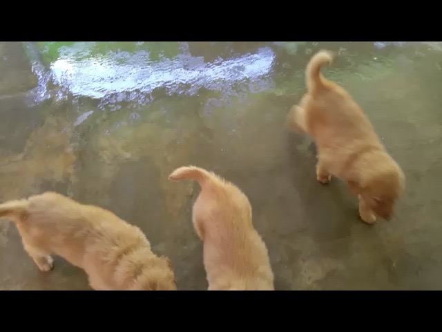 movie-jm17--7-wks