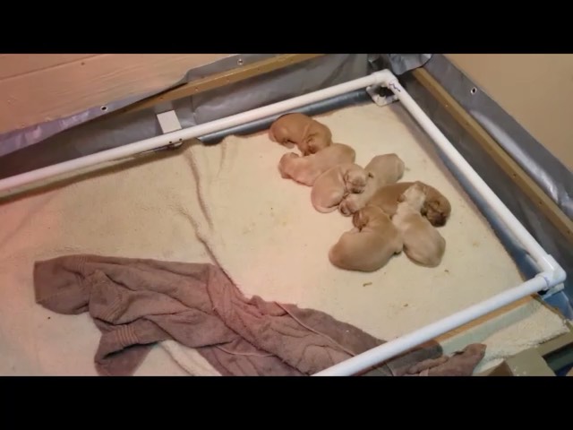 movie-masha--13-wks