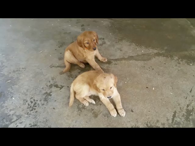 movie-pm16--7-wks-males