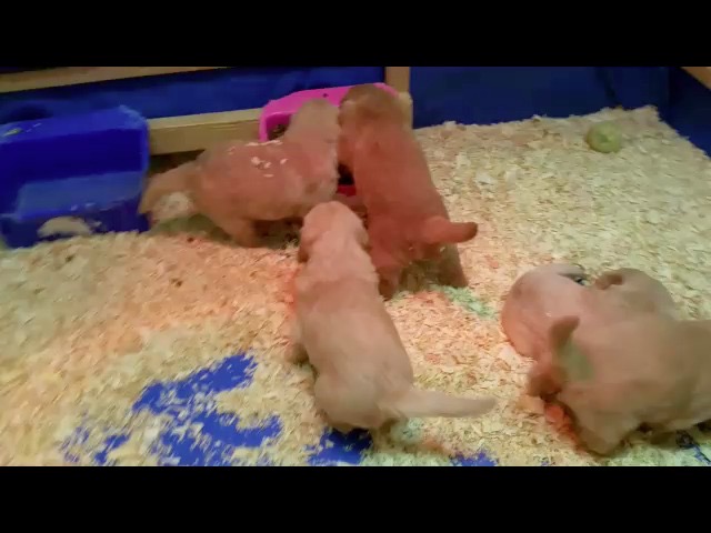 movie-pm25--4-wks