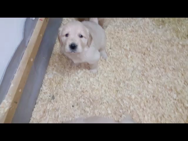 movie-tm--4-wks