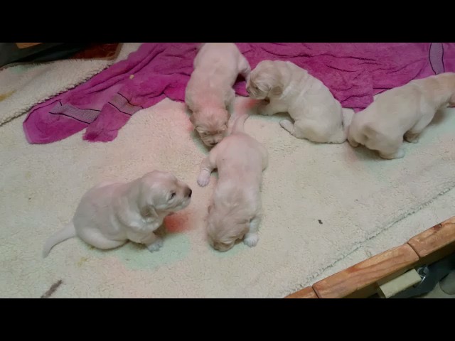 movie-wl15--3-wks