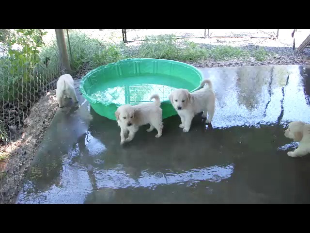 movie-wr2--6wks-mp4