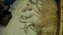Movie-JR6 Pups @ 3 Wks