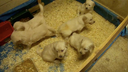 Movie-JR6 All Pups - 5.5 Wks