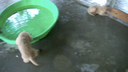 CR6 Pup Movie - 6.5wks
