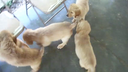 Chooey/Rufus MOVIE 4 males playing-9wks