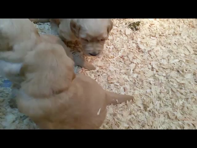 pm17--4-wks