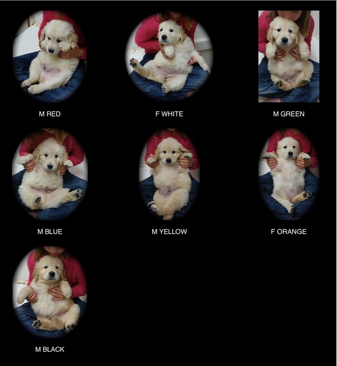 sa18 @ 6.5 wks Individ