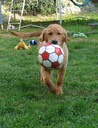 soccermoose