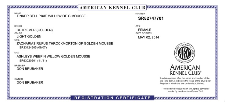 Tinker Bell Pixie Willow of g mousse AKC Registration