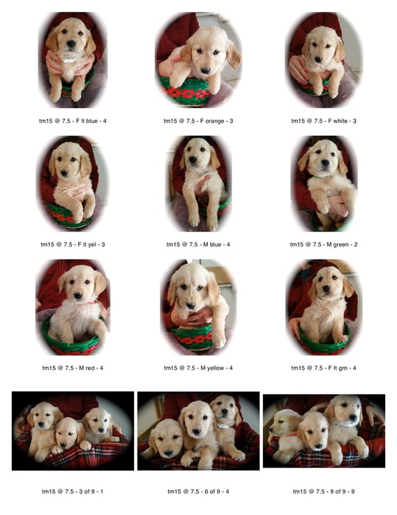 tm15 all pups 7.5wks