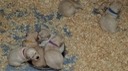 tm19 @ 3 wks