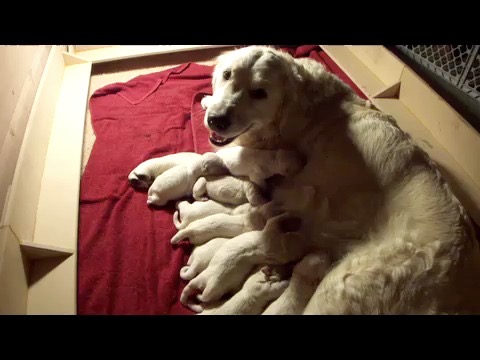 wr2-birth-movie