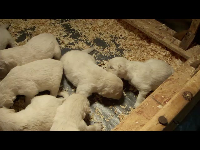 wwr3--3wks---17