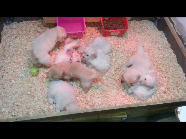 wwr5--5wks-mm7-4wks